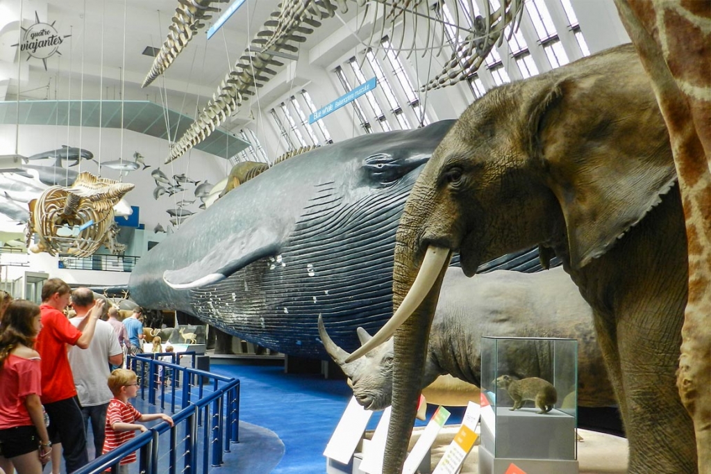 Baleia azul e elefante taxidermizado no Museu História Natural Londres: atração grátis roteiro 3 dias 2026.