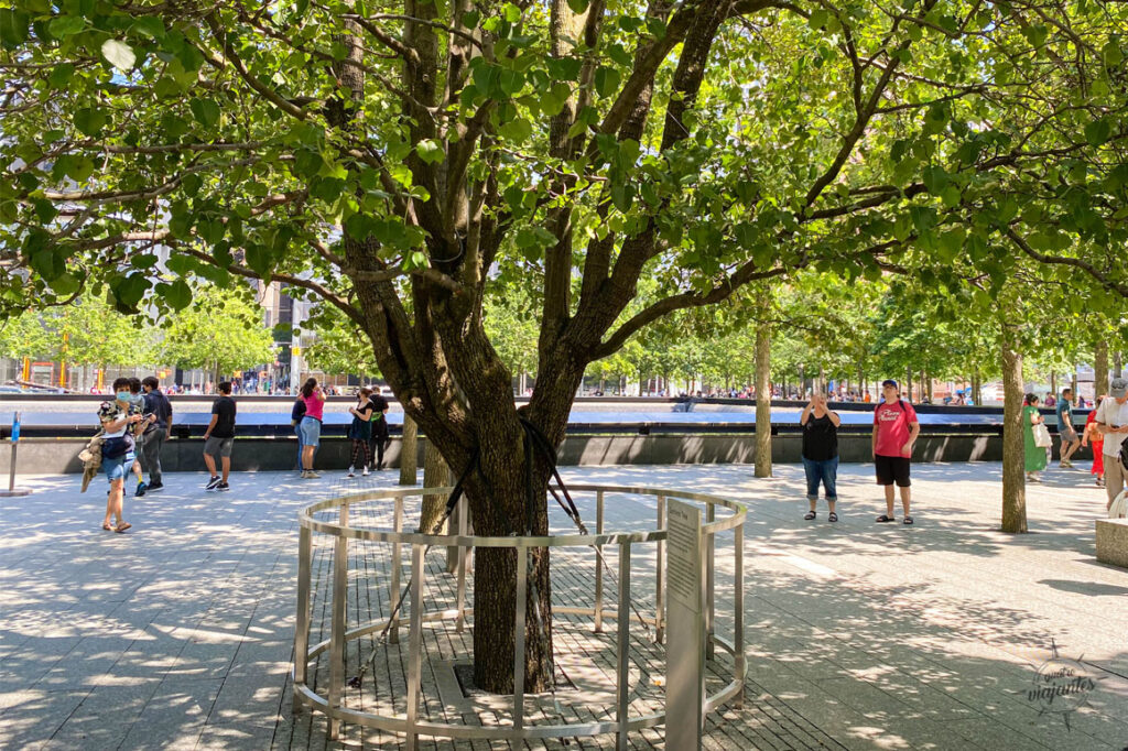 árvore sobrevivente do 11 de setembro em Nova York