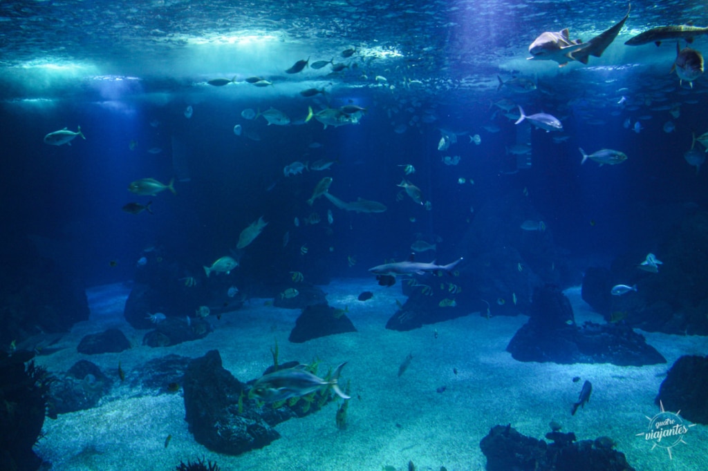 peixes aquário oceanário de lisboa