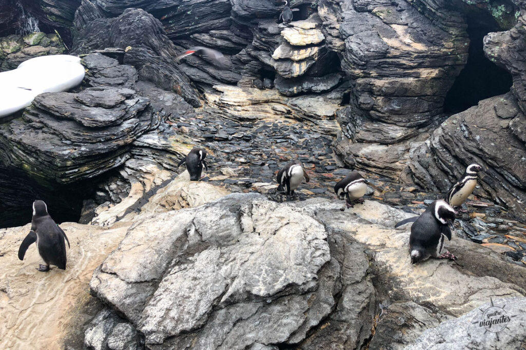 pinguins oceanário de lisboa