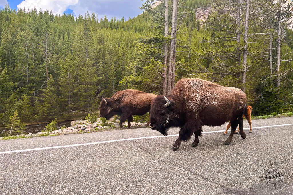 bisões na rodovia