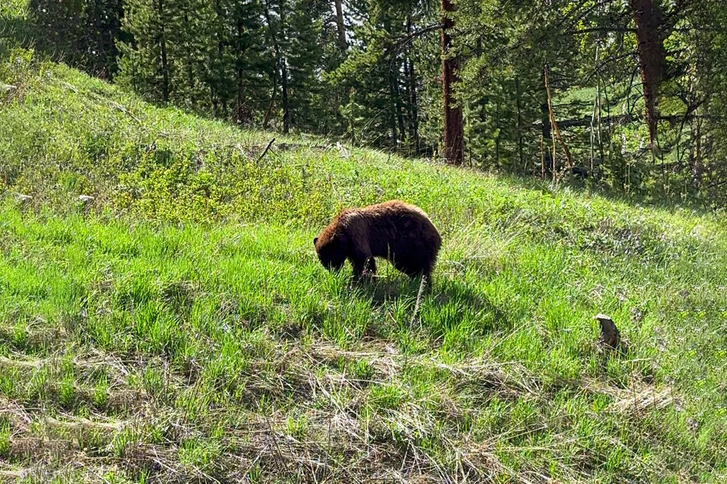 urso ao lado da rodovia em Yellowstone